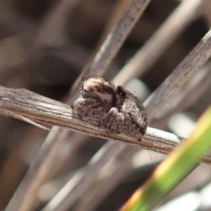 Maratus calcitrans at Aranda, ACT - suppressed