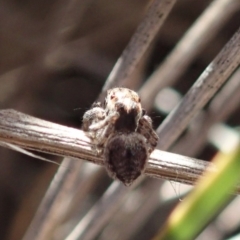 Maratus calcitrans at Aranda, ACT - 22 Aug 2019