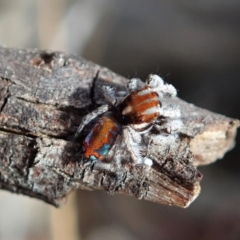 Maratus calcitrans (Kicking peacock spider) at Aranda, ACT - 15 Sep 2019 by CathB