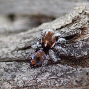 Maratus calcitrans at Aranda, ACT - 15 Sep 2019