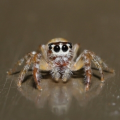 Opisthoncus sp. (genus) (Unidentified Opisthoncus jumping spider) at Acton, ACT - 13 Sep 2019 by TimL