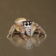 Opisthoncus sp. (genus) at Acton, ACT - 13 Sep 2019 01:29 PM