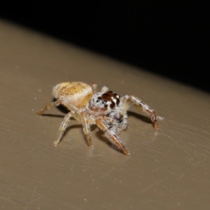 Opisthoncus sp. (genus) at Acton, ACT - 13 Sep 2019 01:29 PM