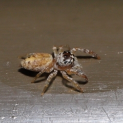 Opisthoncus sp. (genus) at Acton, ACT - 13 Sep 2019