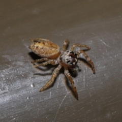 Opisthoncus sp. (genus) at Acton, ACT - 13 Sep 2019 01:29 PM