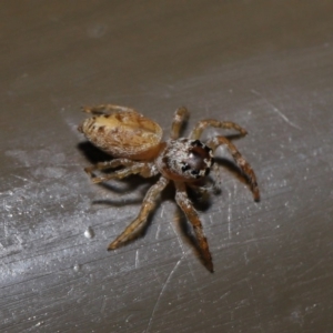 Opisthoncus sp. (genus) at Acton, ACT - 13 Sep 2019 01:29 PM