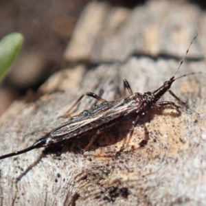 Idolothrips spectrum at Cook, ACT - 14 Sep 2019 11:10 AM