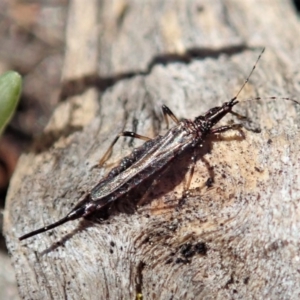 Idolothrips spectrum at Cook, ACT - 14 Sep 2019 11:10 AM