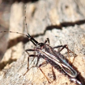 Idolothrips spectrum at Cook, ACT - 14 Sep 2019 11:10 AM