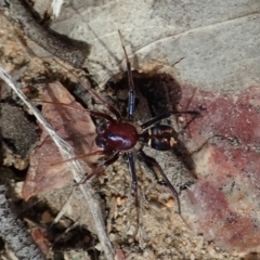 Habronestes bradleyi (Bradley's Ant-Eating Spider) at Aranda, ACT - 15 Sep 2019 by CathB
