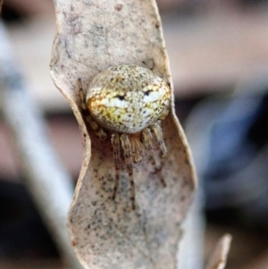 Araneus albotriangulus at Cook, ACT - 14 Sep 2019