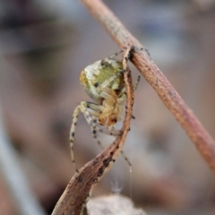 Araneus albotriangulus at Cook, ACT - 14 Sep 2019