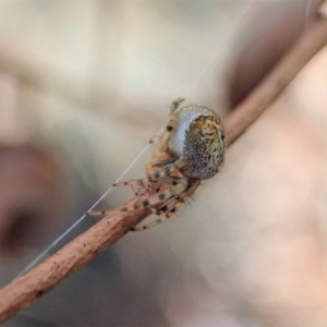 Araneus albotriangulus at Cook, ACT - 14 Sep 2019