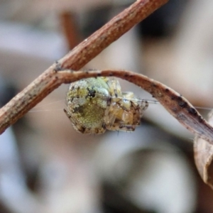 Araneus albotriangulus at Cook, ACT - 14 Sep 2019