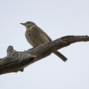 Anthus australis at Denman Prospect, ACT - 16 Sep 2019