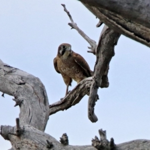 Falco berigora at Denman Prospect, ACT - 16 Sep 2019