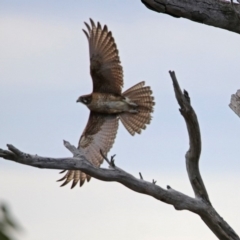 Falco berigora at Denman Prospect, ACT - 16 Sep 2019