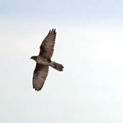 Falco berigora at Denman Prospect, ACT - 16 Sep 2019