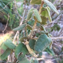 Correa reflexa var. reflexa (Common Correa, Native Fuchsia) at Stromlo, ACT - 4 Sep 2019 by JaneR