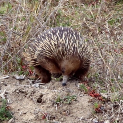 Tachyglossus aculeatus (Short-beaked Echidna) at Denman Prospect, ACT - 16 Sep 2019 by RodDeb