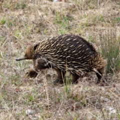 Tachyglossus aculeatus at Denman Prospect, ACT - 16 Sep 2019