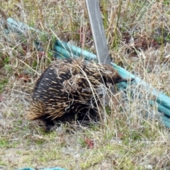 Tachyglossus aculeatus at Denman Prospect, ACT - 16 Sep 2019