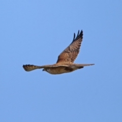 Falco berigora at Denman Prospect, ACT - 16 Sep 2019 10:11 AM