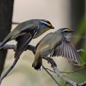 Pardalotus striatus at Denman Prospect, ACT - 16 Sep 2019