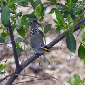 Pardalotus striatus at Denman Prospect, ACT - 16 Sep 2019