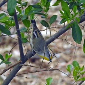 Pardalotus striatus at Denman Prospect, ACT - 16 Sep 2019