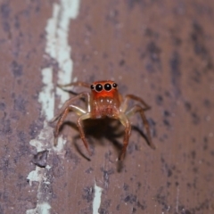 Prostheclina pallida (Orange jumping spider) at ANBG - 13 Sep 2019 by TimL