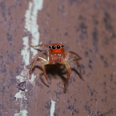 Prostheclina pallida (Orange jumping spider) at ANBG - 13 Sep 2019 by TimL