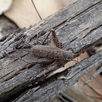 Eurepa marginipennis (Mottled bush cricket) at Aranda, ACT - 15 Sep 2019 by CathB