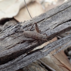 Eurepa marginipennis at Aranda, ACT - 15 Sep 2019 12:42 PM