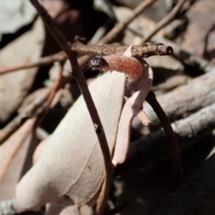 Oecophoridae (family) at Aranda, ACT - 15 Sep 2019