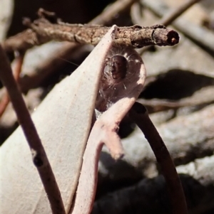 Oecophoridae (family) at Aranda, ACT - 15 Sep 2019