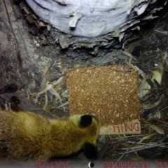 Vulpes vulpes (Red Fox) at Australian National University - 22 Aug 2019 by Claire_McG