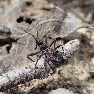 Reduviidae (family) at Aranda, ACT - 15 Sep 2019 12:19 PM