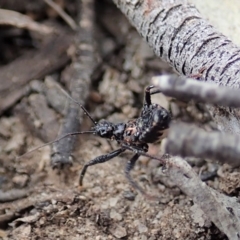 Reduviidae (family) at Aranda, ACT - 15 Sep 2019