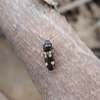 Austrocardiophorus assimilis (Click beetle) at Aranda, ACT - 15 Sep 2019 by CathB