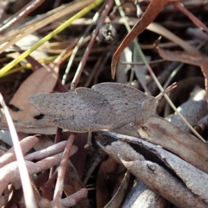 Goniaea sp. (genus) at Cook, ACT - 14 Sep 2019