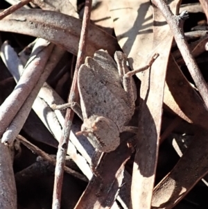 Goniaea sp. (genus) at Cook, ACT - 14 Sep 2019