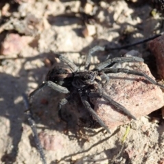 Tasmanicosa sp. (genus) (Unidentified Tasmanicosa wolf spider) at Cook, ACT - 14 Sep 2019 by CathB