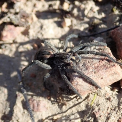 Tasmanicosa sp. (genus) (Tasmanicosa wolf spider) at Cook, ACT - 14 Sep 2019 by CathB