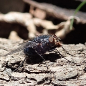 Calliphora vicina at Cook, ACT - 14 Sep 2019