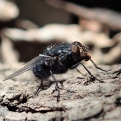 Calliphora vicina at Cook, ACT - 14 Sep 2019