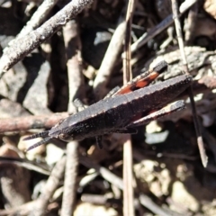 Goniaea opomaloides (Mimetic Gumleaf Grasshopper) at Cook, ACT - 14 Sep 2019 by CathB