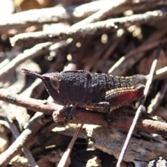 Goniaea opomaloides at Cook, ACT - 14 Sep 2019