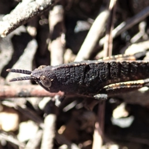 Goniaea opomaloides at Cook, ACT - 14 Sep 2019 03:09 PM