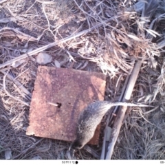 Hydromys chrysogaster (Rakali or Water Rat) at Acton, ACT - 23 Aug 2019 by EFlynn